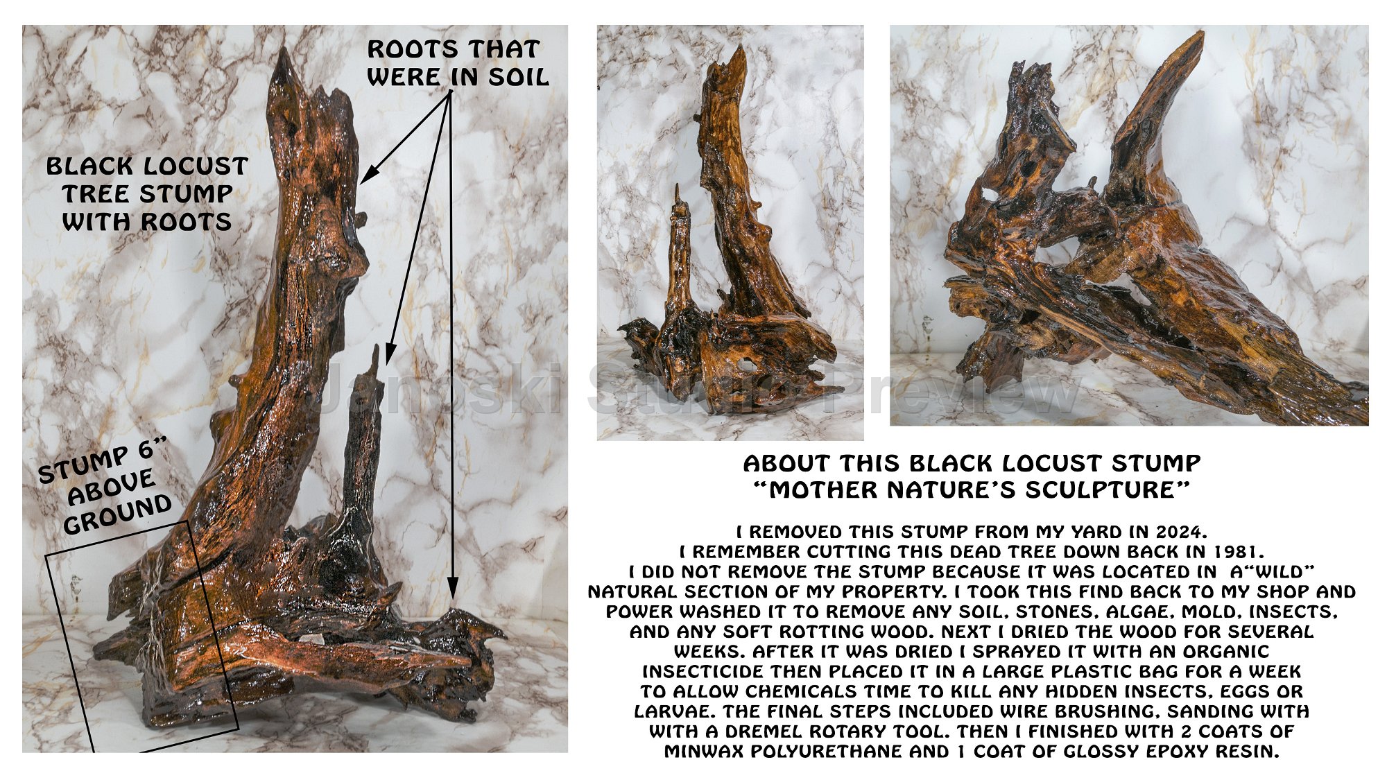 Black Locust Stump