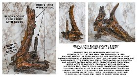 Black Locust Stump