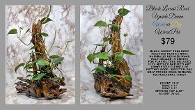 Upside Down Root