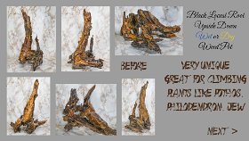 roots